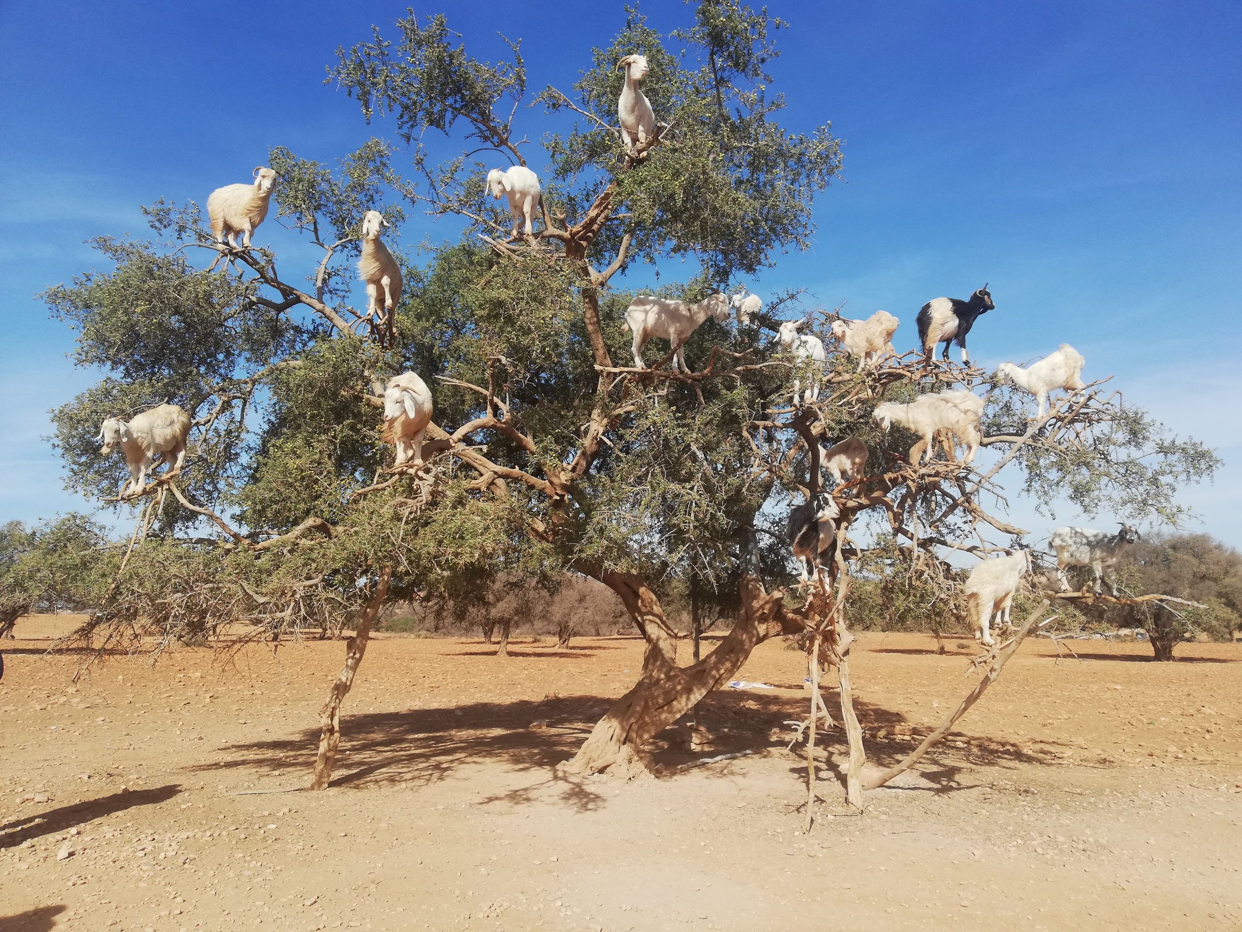 Chèvres perchées arbres argan Maroc
