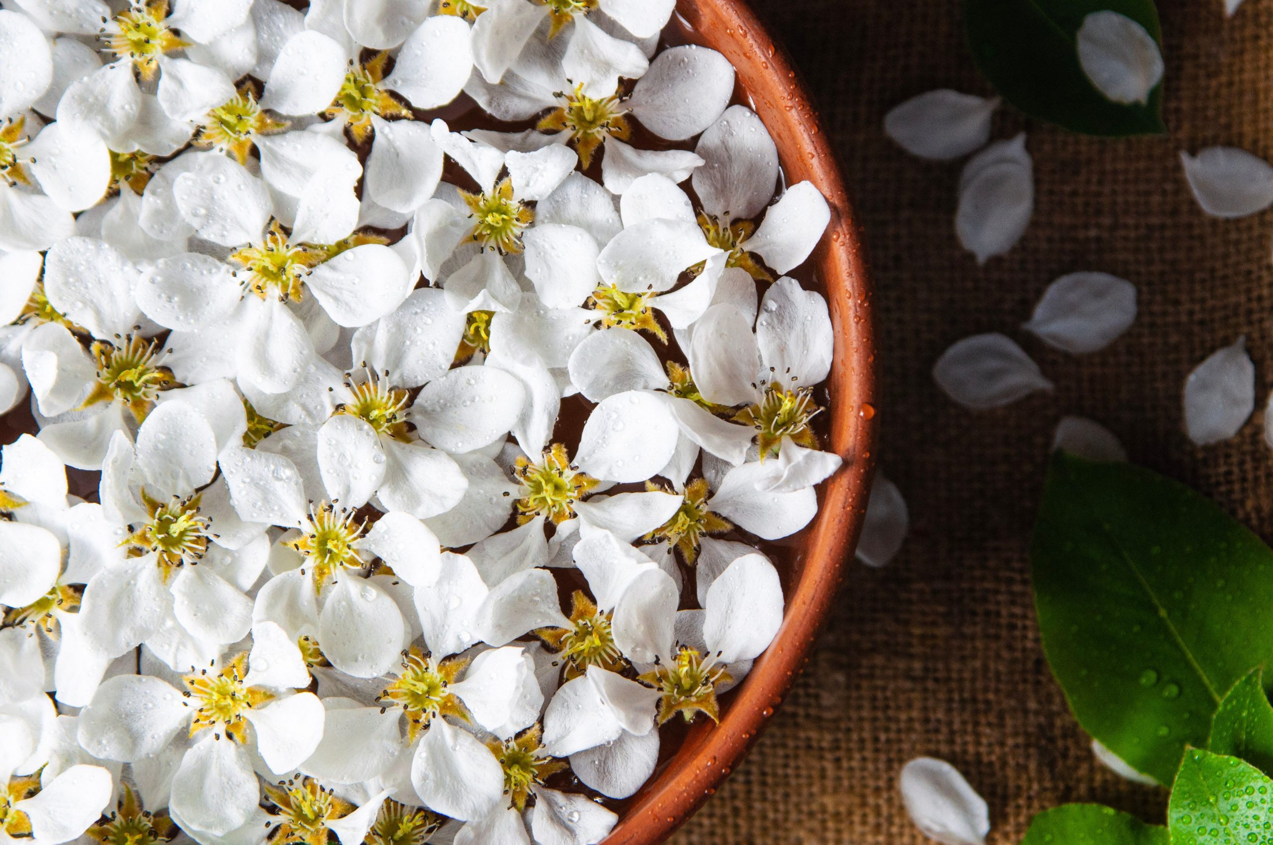 Petales delicats de jasmin avec rosee
