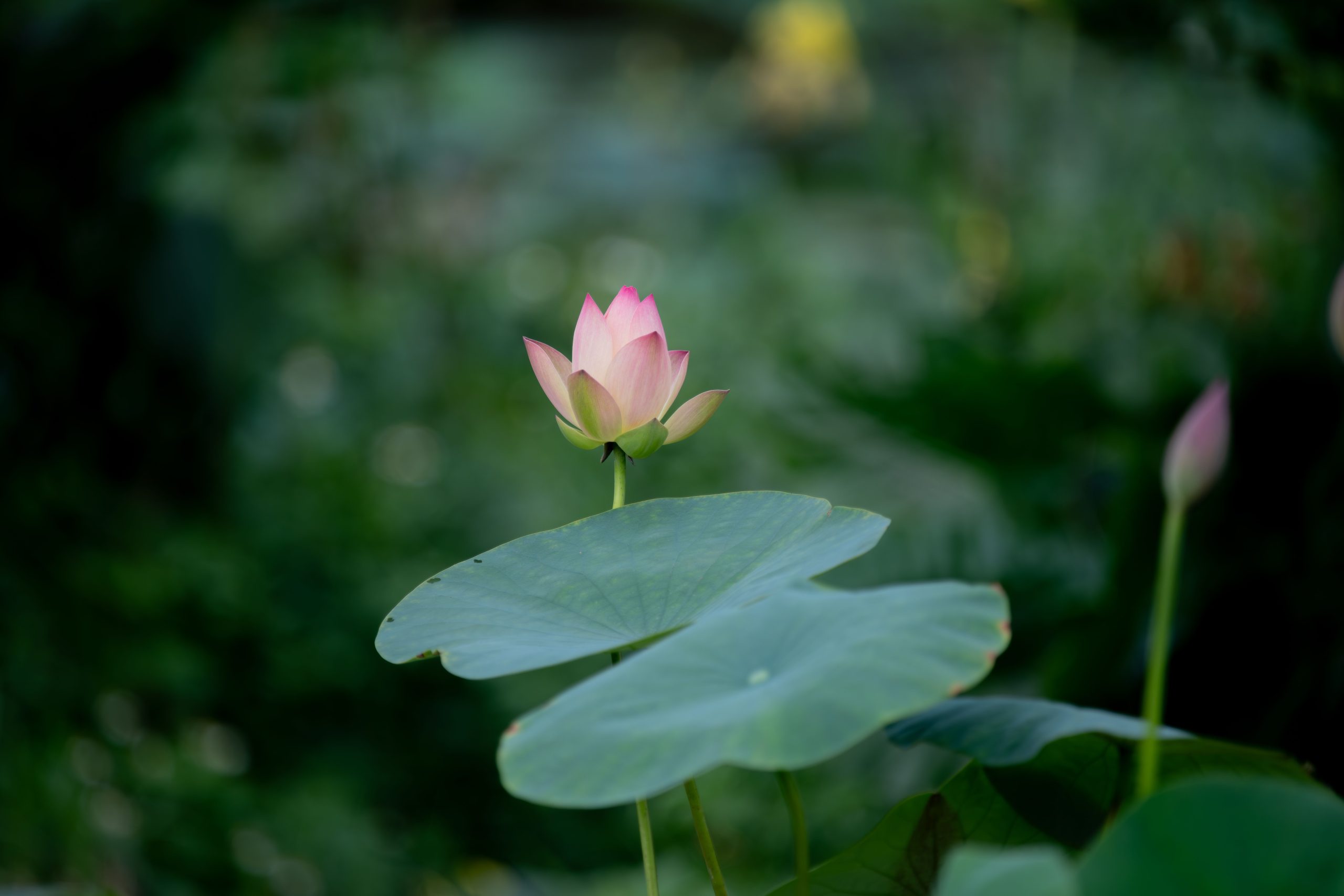 Fleur de lotus rose en pleine floraison nature