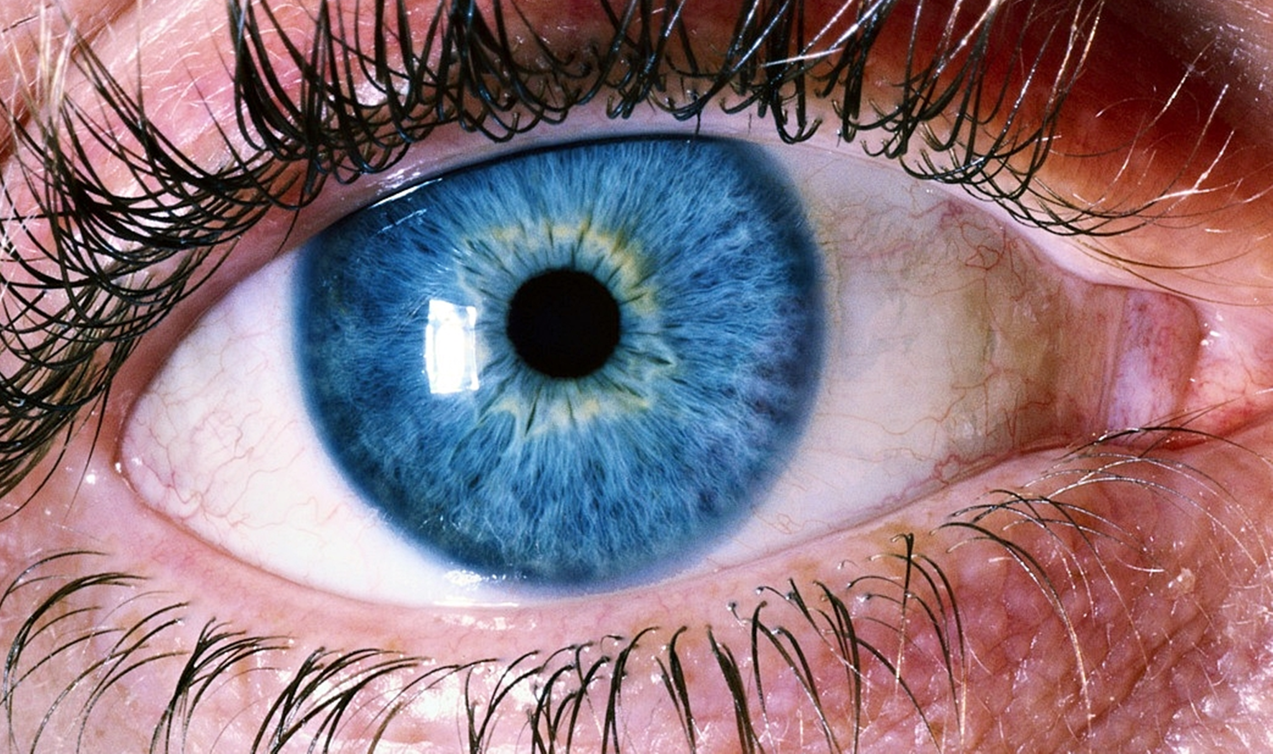 Gros plan oeil bleu avec iris et cils
